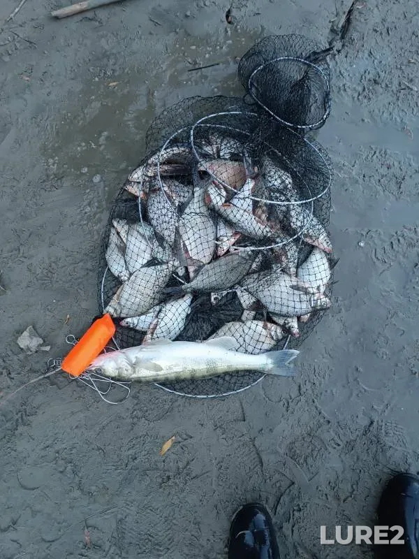 Bream, Roach — Irtysh, Sep 24, 2024