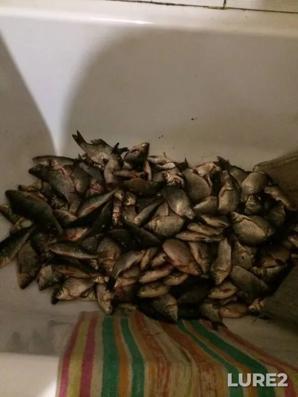 Crucian carp, Perch — Omskaya oblast, Krutinskiy rayon, Dec 15, 2019
