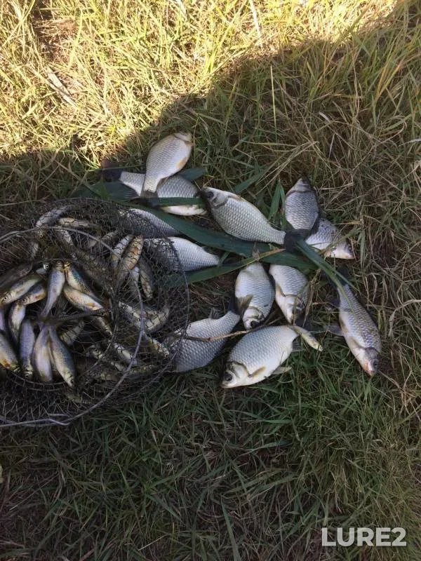Crucian carp — Omskaya oblast, Kormilovskiy rayon, Sep 13, 2020