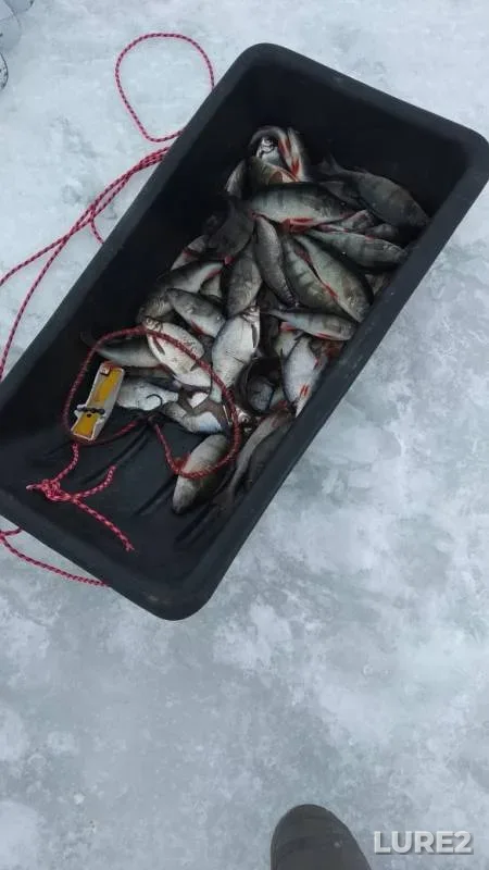 Bream, Perch — Svir, Mar 11, 2019