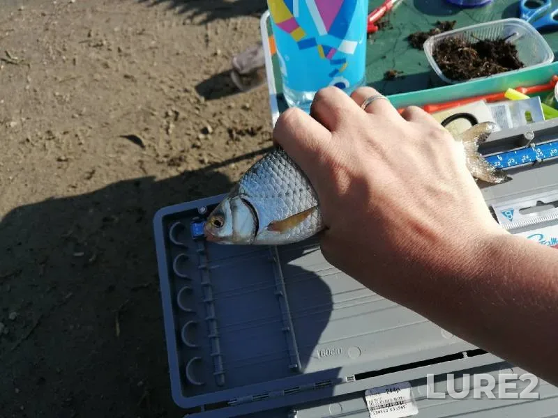 Crucian carp — Irtysh, Jul 26, 2021