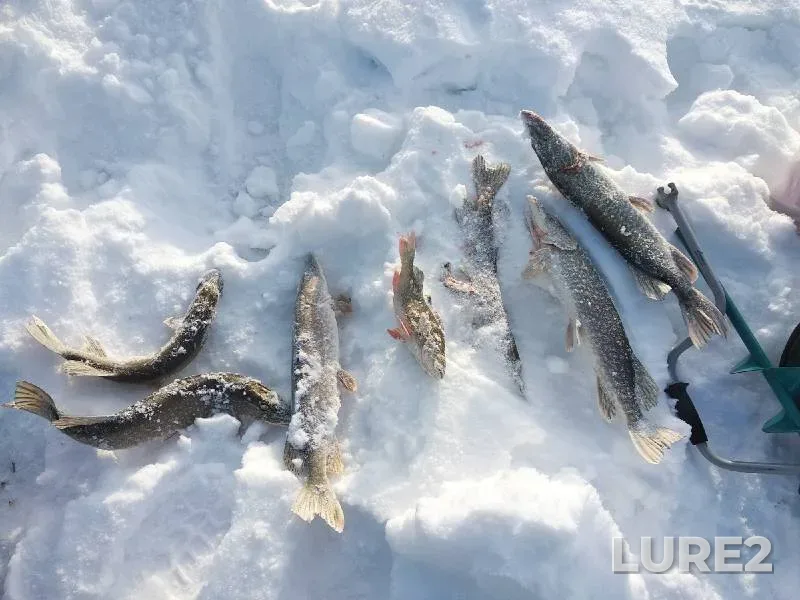 Perch, Pike — Irtysh, Jan 26, 2022
