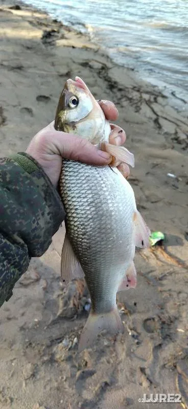 Bream, Ide — Irtysh, Jun 02, 2022