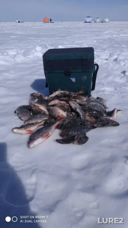 Perch — Omskaya oblast, Krutinskiy rayon, Mar 25, 2024