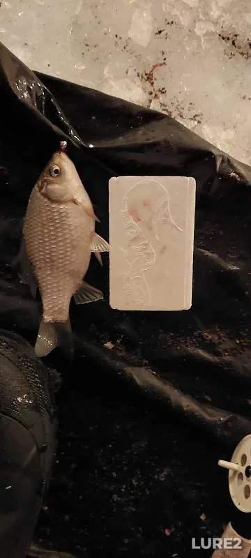 Crucian carp — Omskaya oblast, Bolsherechenskiy rayon, Nov 28, 2023