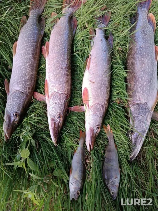 Perch, Pike — Irtysh, Jul 23, 2023