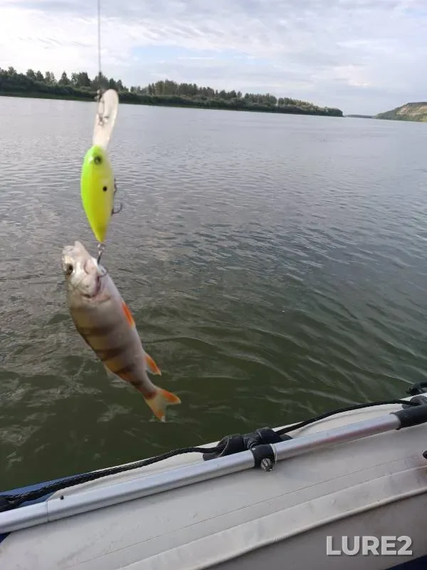 Perch, Pike — Irtysh, Aug 20, 2023