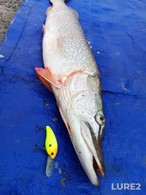 Pike — Irtysh, Sep 23, 2023