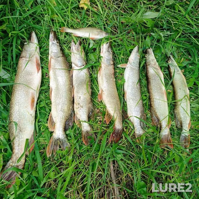 Perch, Pike — Irtysh, Aug 03, 2024