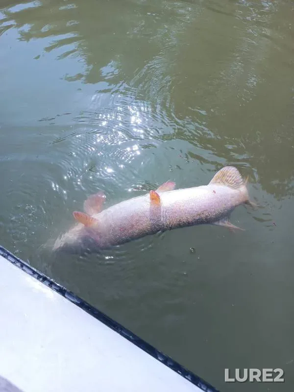 Pike, Zander — Irtysh, Aug 22, 2024
