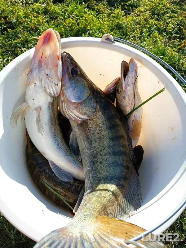 Pike, Zander — Irtysh, Sep 15, 2024