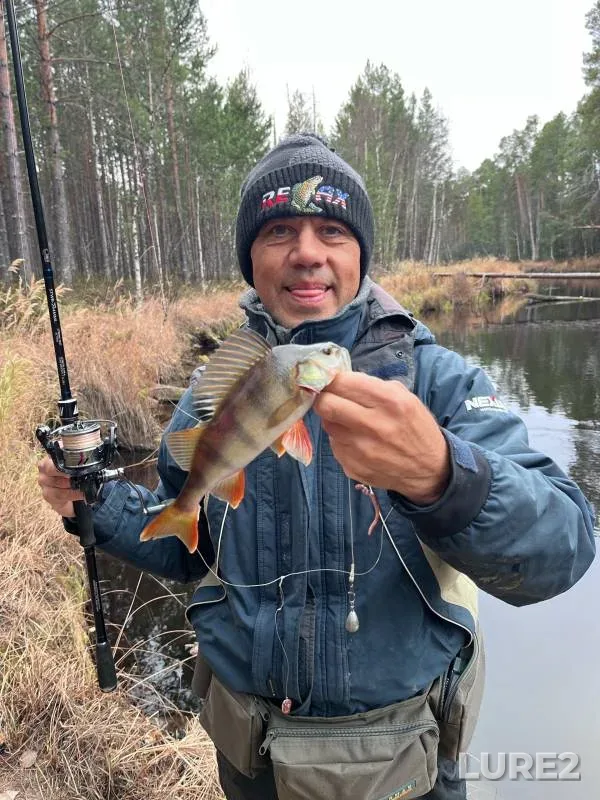 Perch — Miltonyaun, Oct 13, 2024