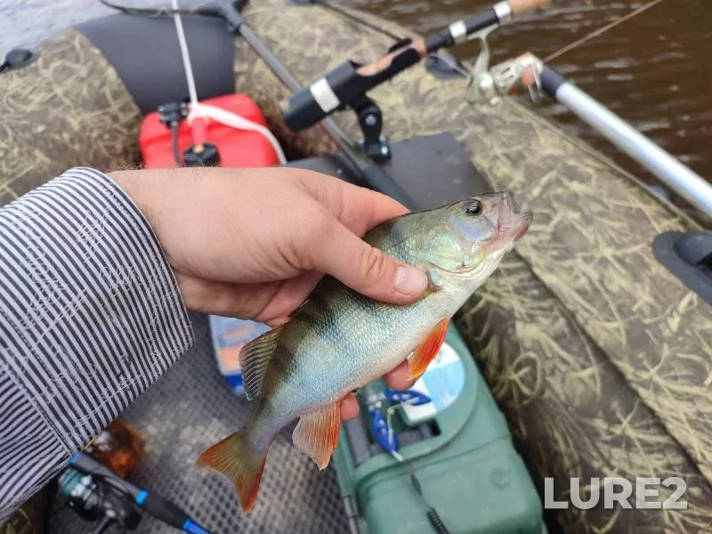 Perch, Pike — Om, Aug 20, 2024