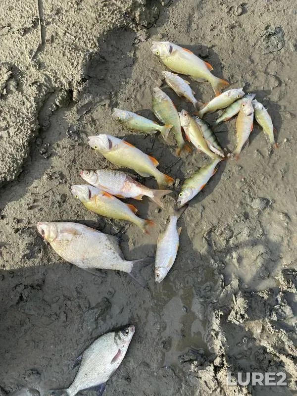 Bream, Perch — Irtysh, Jul 19, 2024