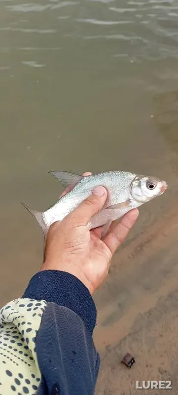 Bream — Irtysh, Jul 21, 2024