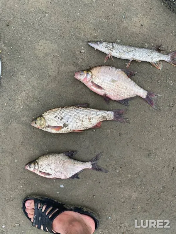 Bream, Ide — Irtysh, Jul 28, 2024