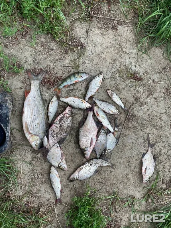 Bream, Ide — Irtysh, Aug 03, 2024