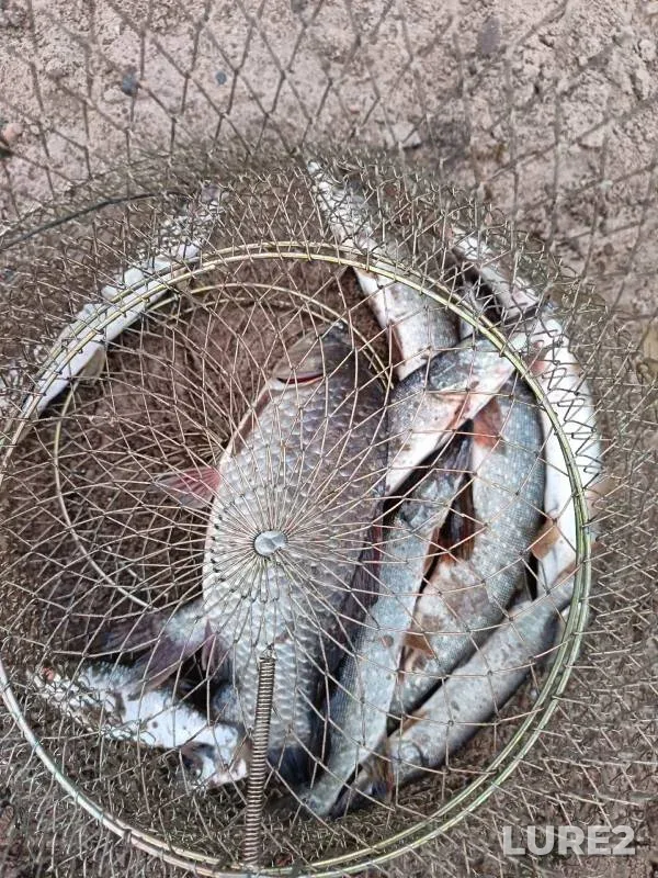 Crucian carp, Pike — Irtysh, Aug 08, 2024