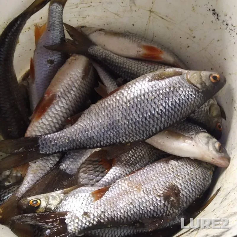 Roach — Leningradskaya oblast, Volkhovskiy rayon, Mar 02, 2019
