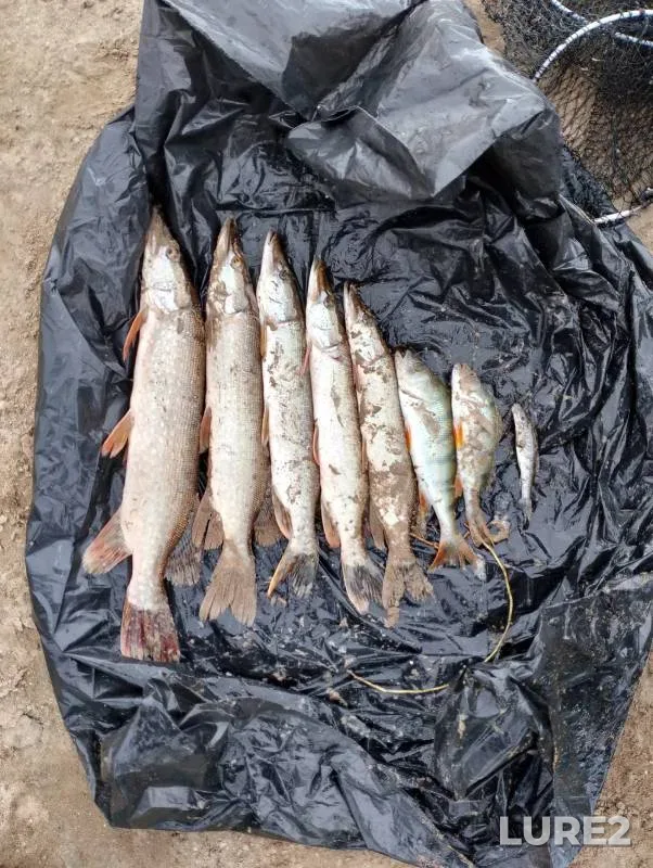 Perch, Pike — Om, Aug 30, 2024