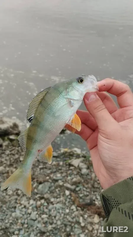 Perch — Irtysh, Aug 31, 2024