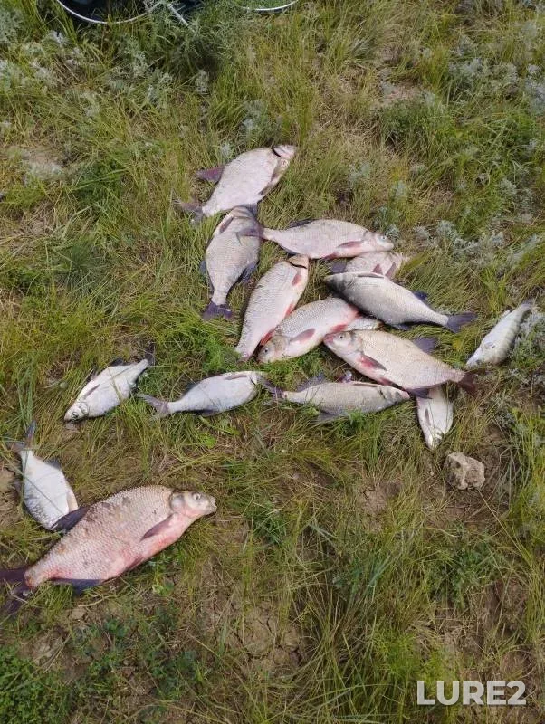 Bream, Ide — Irtysh, Aug 31, 2024