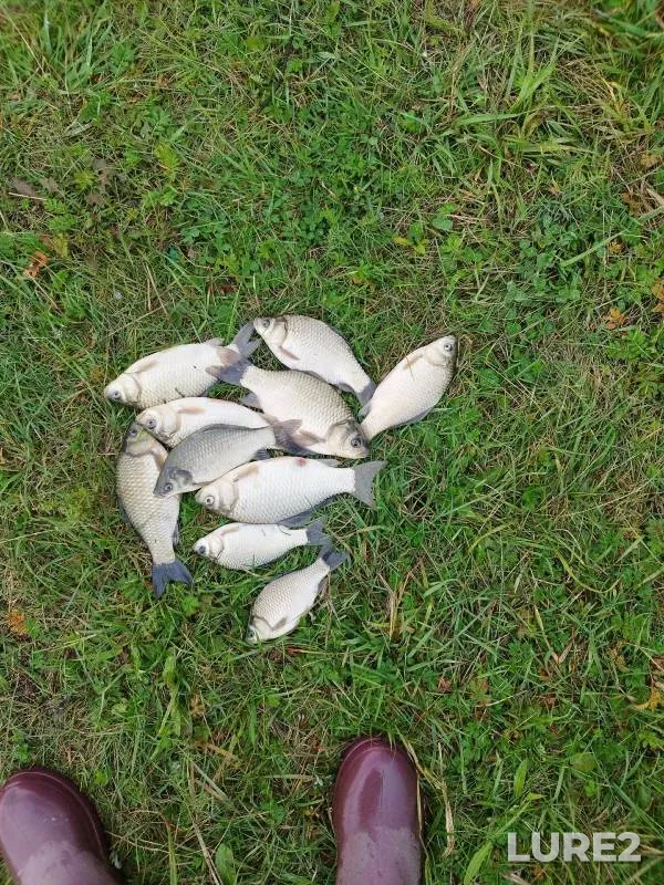 Crucian carp — Irtysh, Aug 31, 2024