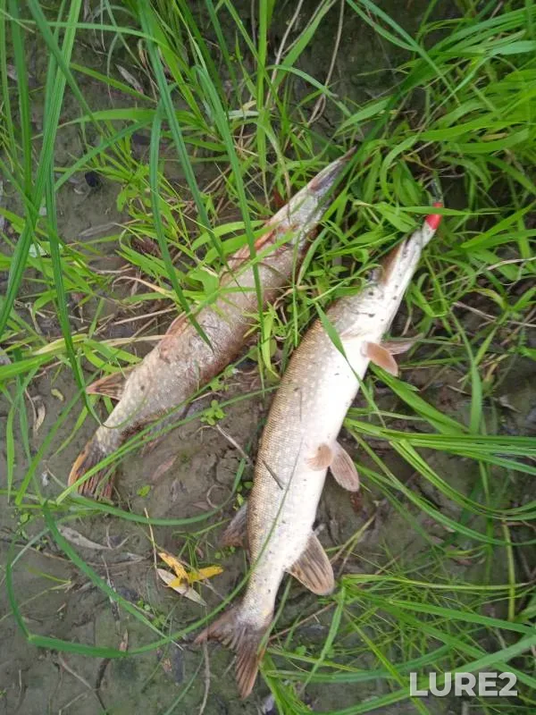 Pike — Om, Sep 07, 2024