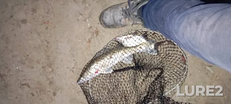 Bream, Zander — Irtysh, Sep 14, 2024