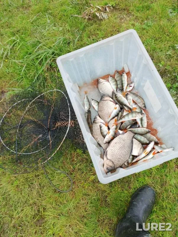 Crucian carp, Perch — Omskaya oblast, Sargatskiy rayon, Sep 12, 2024