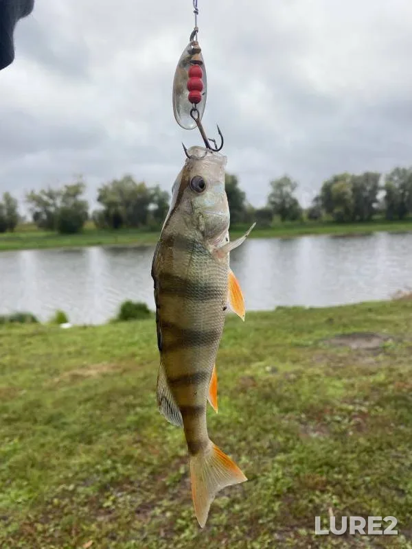 Perch, Pike — Irtysh, Sep 15, 2024