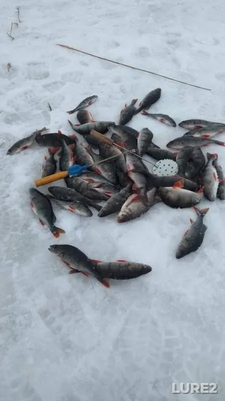 Bream, Perch — Svir, Feb 24, 2019