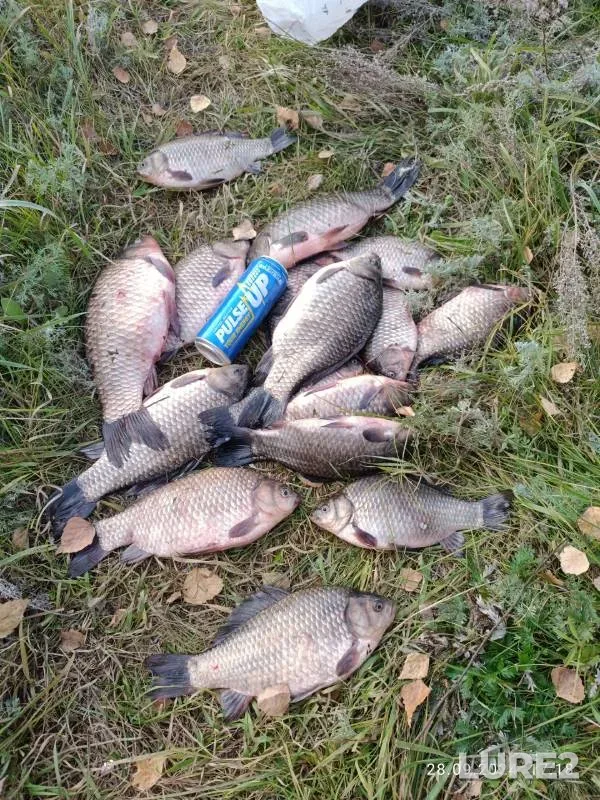 Crucian carp — Irtysh, Sep 29, 2024