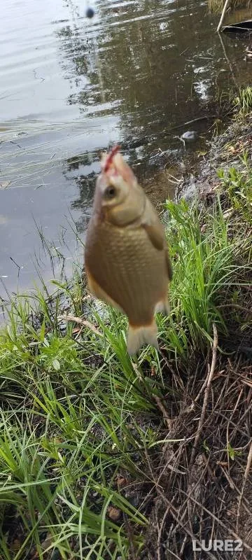 Crucian carp — Irtysh, Jul 18, 2024