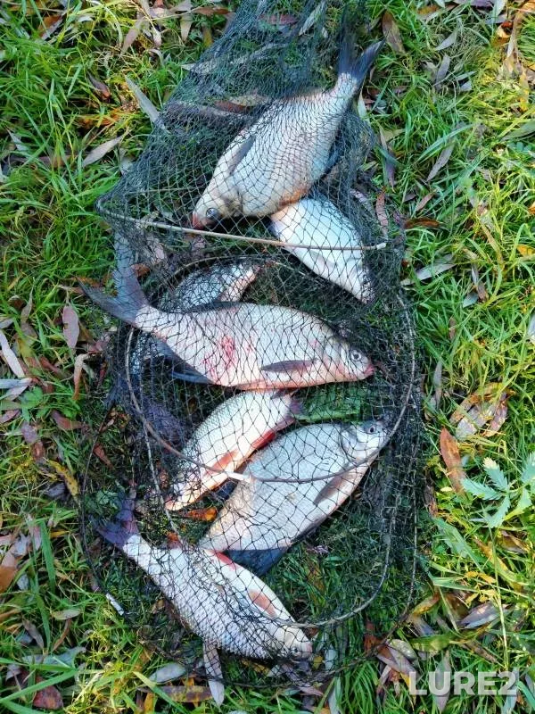 Bream, Roach — Irtysh, Oct 03, 2024