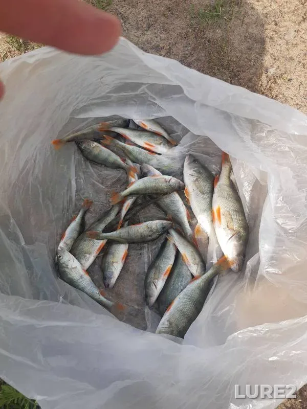 Perch — Irtysh, Aug 31, 2024