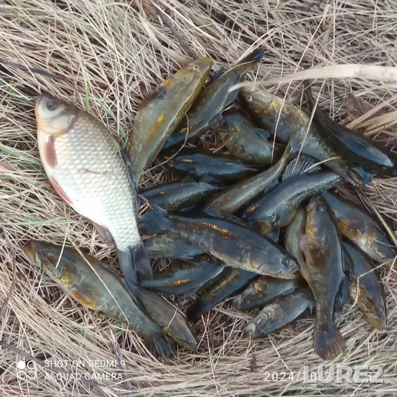 Crucian carp — Omskaya oblast, Tavricheskiy rayon, Oct 24, 2024