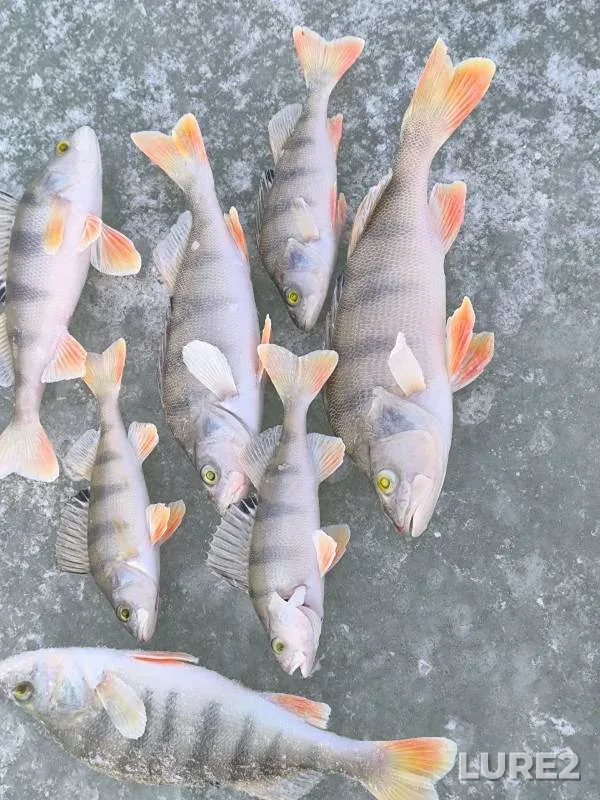 Perch — Omskaya oblast, Nov 11, 2024