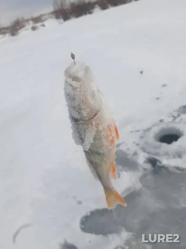 Bream, Perch — Irtysh, Nov 17, 2024