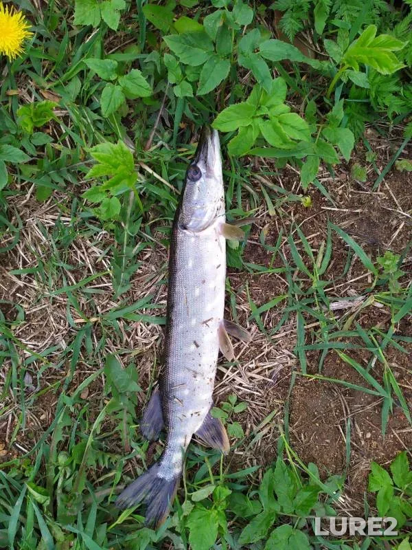 Pike — Kaluzhskaya oblast, Zhukovskiy rayon, May 09, 2020