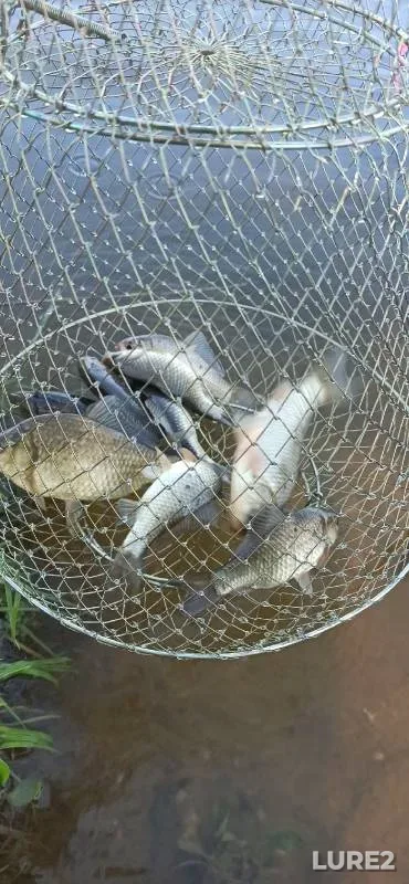 Crucian carp — Vypreyka, May 16, 2021