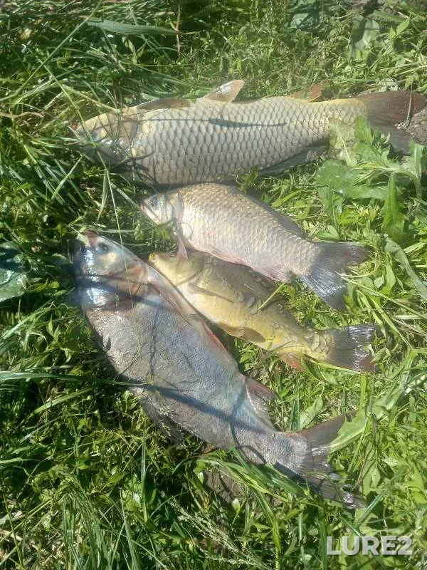 Carp, Crucian carp — Luzha, Jul 07, 2021