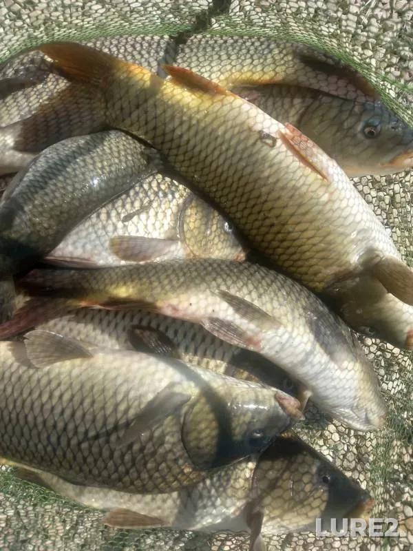 Carp — Luzha, Jul 11, 2021