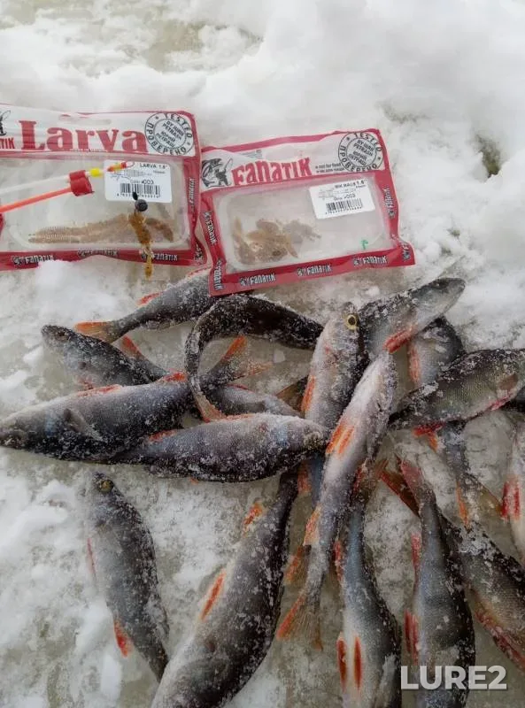 Perch — Nikulinskoye, Jan 13, 2019