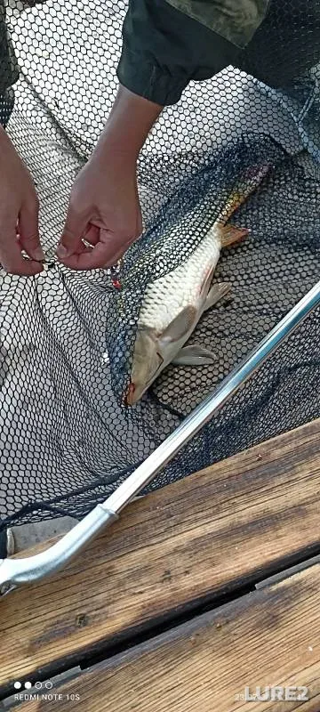 Carp — Orenburgskaya oblast, Jul 24, 2024