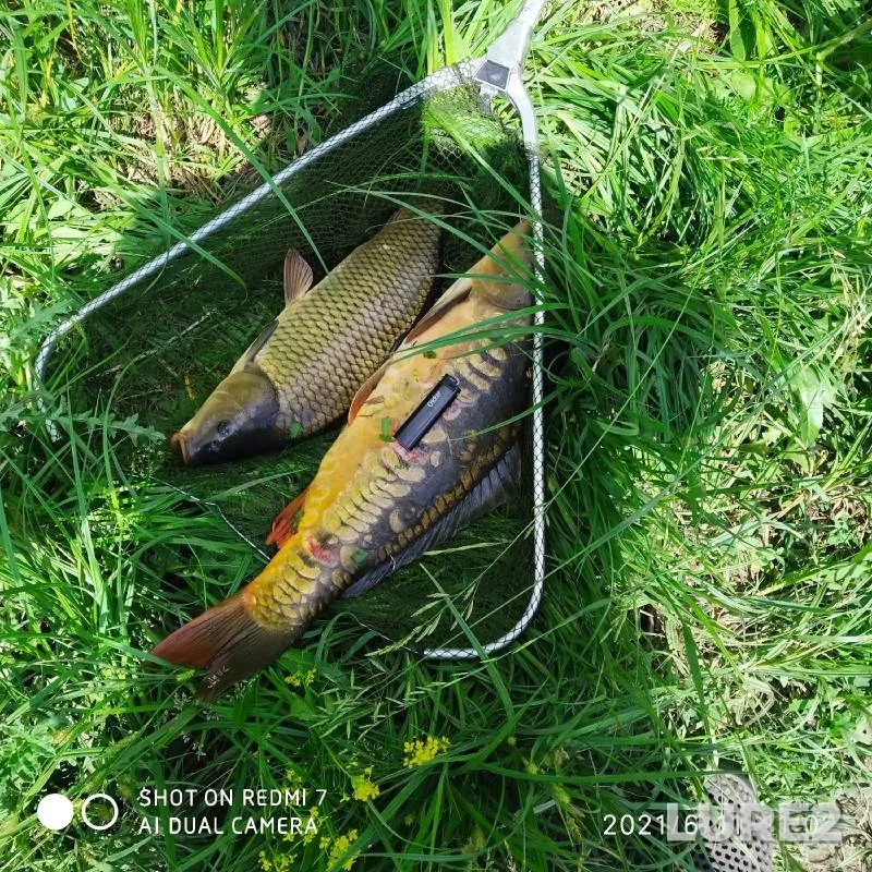 Carp, Crucian carp — Orlovskaya oblast, Jun 11, 2021
