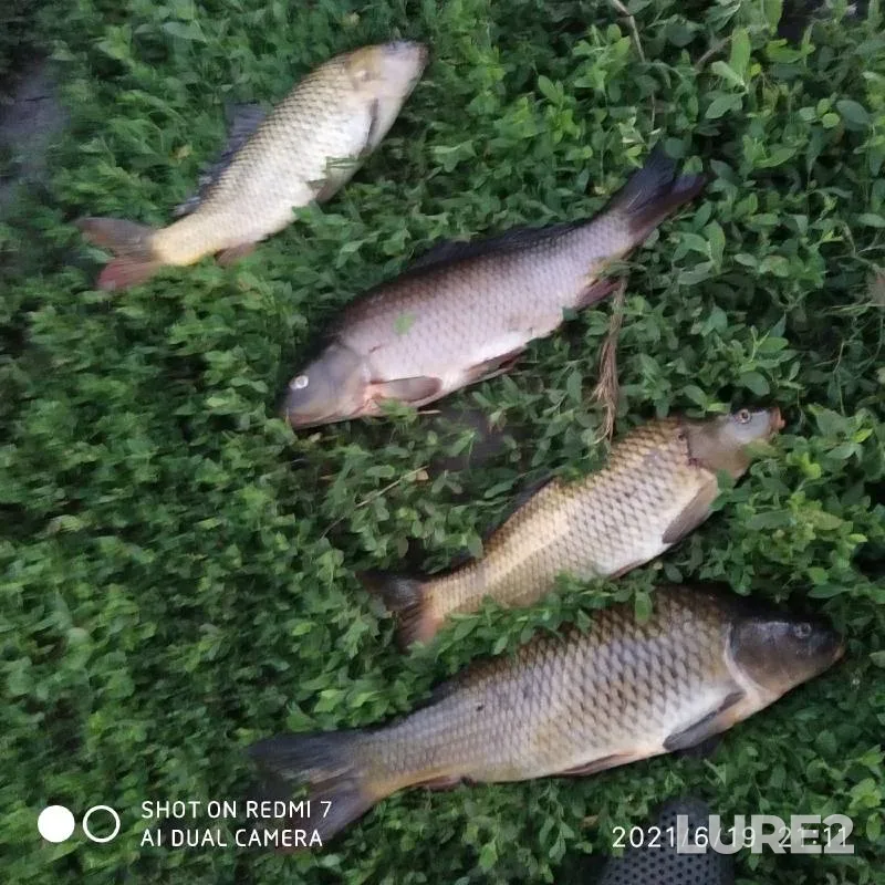 Carp — Orlovskaya oblast, Jun 19, 2021