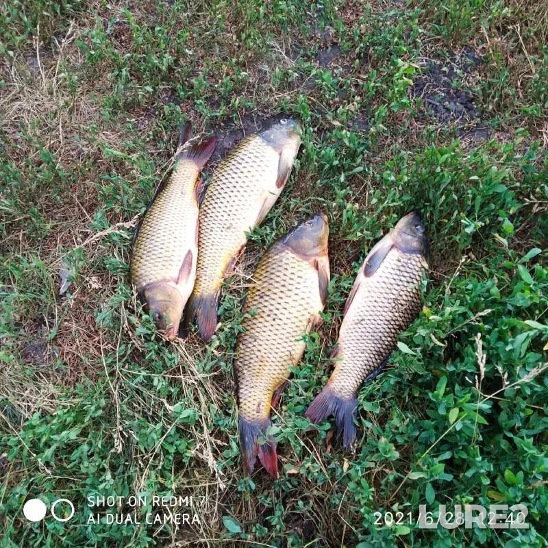 Carp — Orlovskaya oblast, Jun 28, 2021