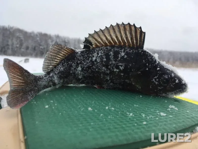 Perch, Pike — Sukhoye, Jan 09, 2019