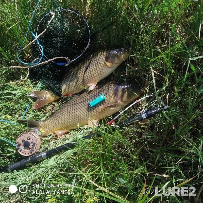 Carp — Orlovskaya oblast, Jul 21, 2021